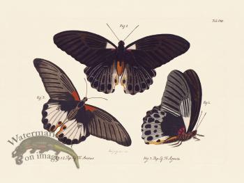 Jablonsky Butterfly 008